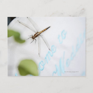 Cartão Postal Dragonfly 4