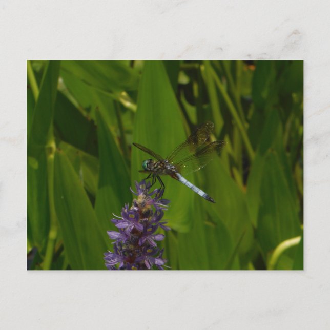 Cartão Postal Dragonfly azul sobre uma flor roxa (Frente)