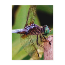 Dragonfly com flores brancas