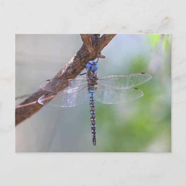 Cartão Postal Dragonfly Darner de olhos azuis (Frente)