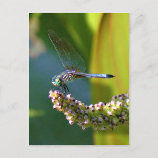 Cartão Postal Dragonfly de olhos lacrimejados