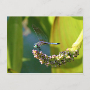 Cartão Postal Dragonfly de olhos lacrimejados