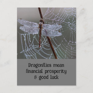 Cartão Postal Dragonfly Dragonflies Significa Placa
