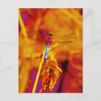 Cartão Postal Dragonfly em âmbar e fuschia