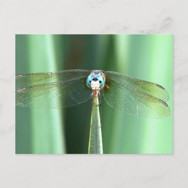 Cartão Postal Dragonfly Face Up (Frente)