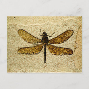 Cartão Postal Dragonfly Fossil Postcard