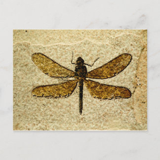 Cartão Postal Dragonfly Fossil Postcard