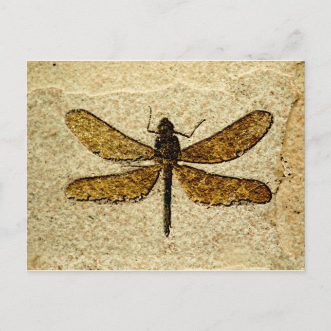 Cartão Postal Dragonfly Fossil Postcard (Frente)