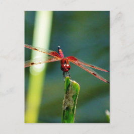Cartão Postal Dragonfly Frontal Vermelha e Negra