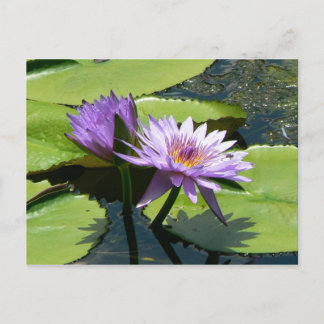 Cartão Postal Dragonfly Lotus