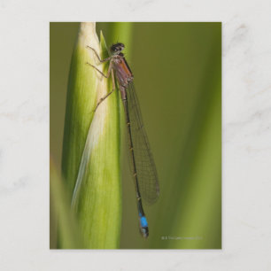 Cartão Postal Dragonfly na íris propensa
