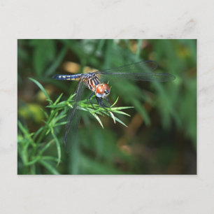 Cartão Postal Dragonfly no galho
