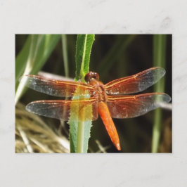Cartão Postal Dragonfly Postcard