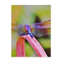 Dragonfly Rosa Brilhante Brilhante