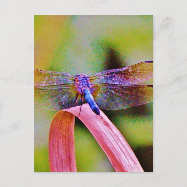 Cartão Postal Dragonfly Rosa Brilhante Brilhante (Frente)