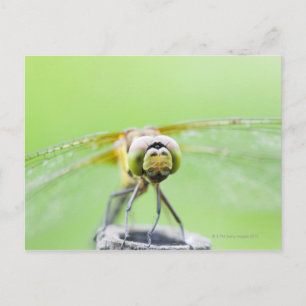 Cartão Postal Dragonfly (Sympetrum infuscatum)