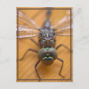 Cartão Postal Dragonfly te vê