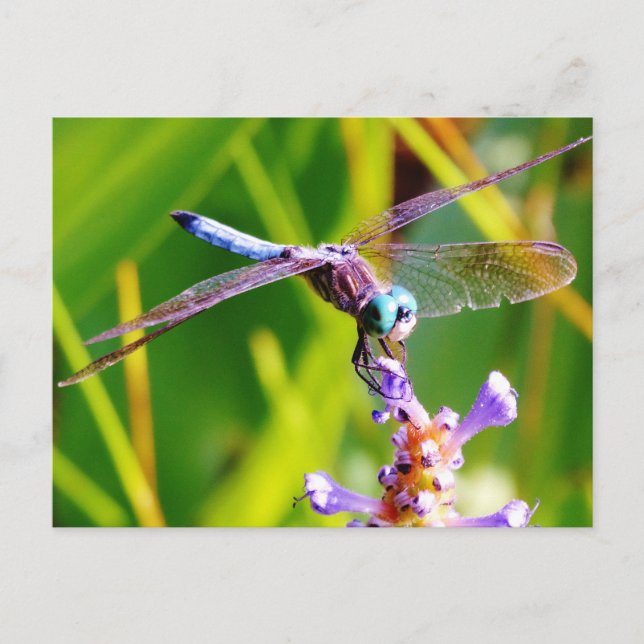Cartão Postal Dragonfly Teal & Purple (Frente)