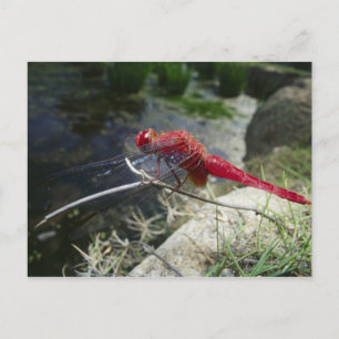 Cartão Postal Dragonfly tocando no galho, feche