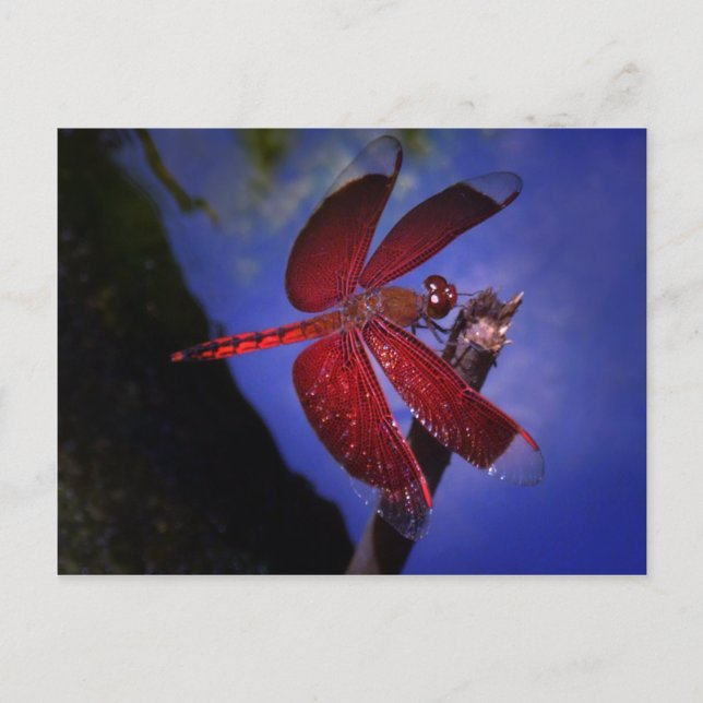 Cartão Postal Dragonfly vermelha (Frente)