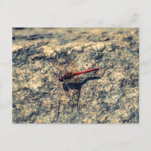 Cartão Postal Dragonfly vermelha