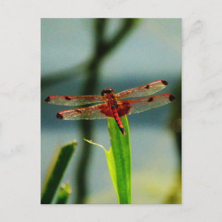 Cartão Postal Dragonfly Vermelha e Negra