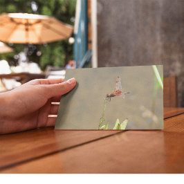 Cartão Postal Dragonfly vermelha que repousa sobre uma palha