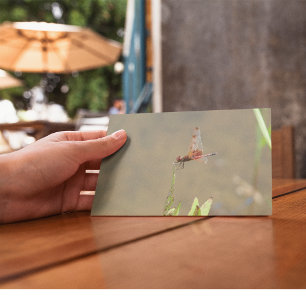 Cartão Postal Dragonfly vermelha que repousa sobre uma palha