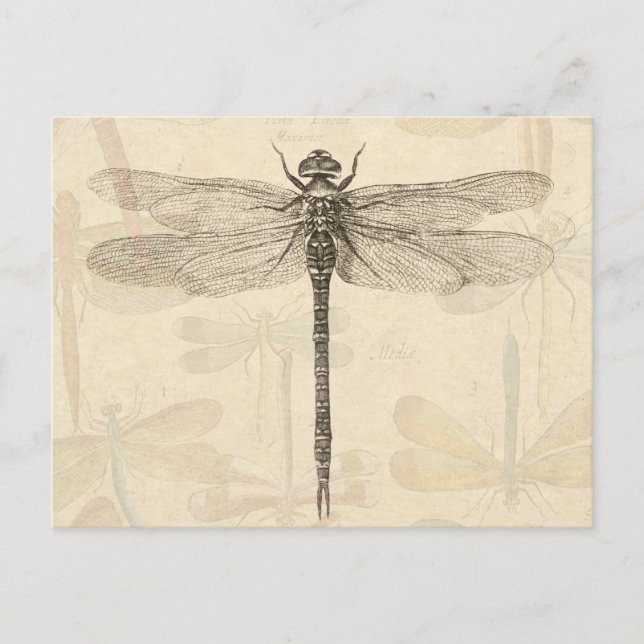 Cartão Postal Dragonfly Vintage Natureza Clássica Antica (Frente)