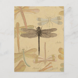 Cartão Postal Dragonfly Vintage Natureza Clássica Antica