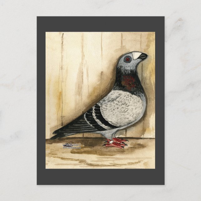 Cartão Postal Dragoon Pigeon Blue Grizzle (Frente)