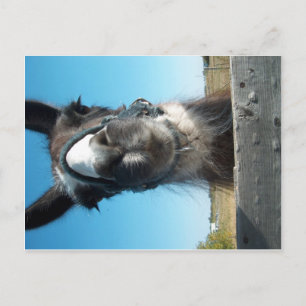 Cartão Postal Drama Llama