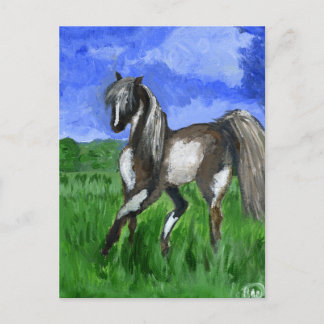Cartão Postal Dreamer pinto cavalo