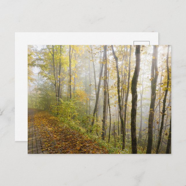 Cartão Postal Dreamy autumn park (Frente/Verso)