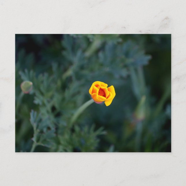 Cartão Postal Dreamy California Poppy Poster (Frente)
