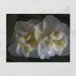 Cartão Postal Dreamy Narcissus Daffodils