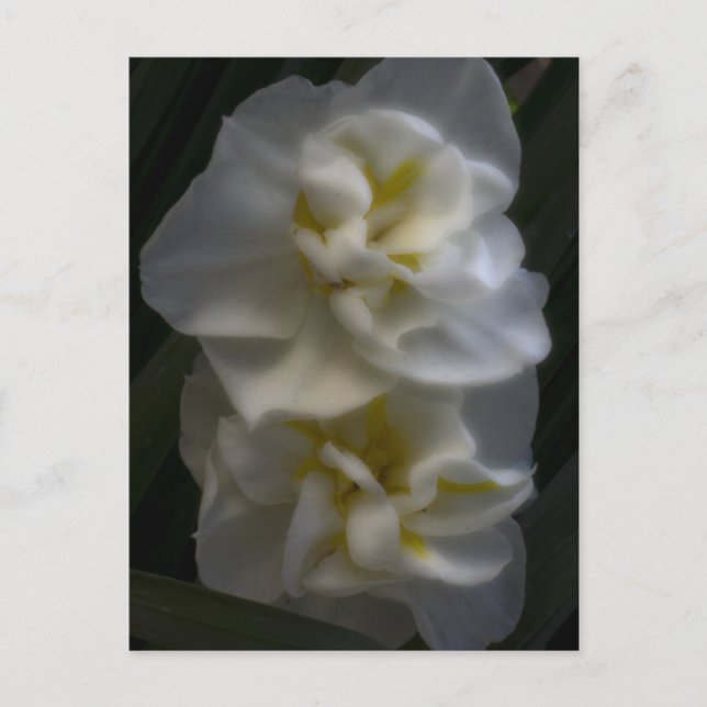 Cartão Postal Dreamy Narcissus Daffodils (Frente)