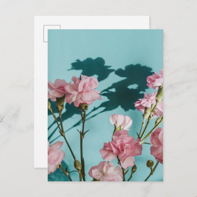 Cartão Postal Dreamy pink carnation flowers on blue background (Frente/Verso)