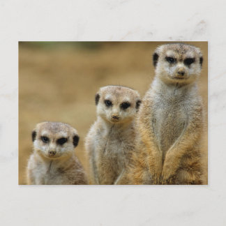 Cartão Postal drei Erdmaennchen (Suricata suricatta)