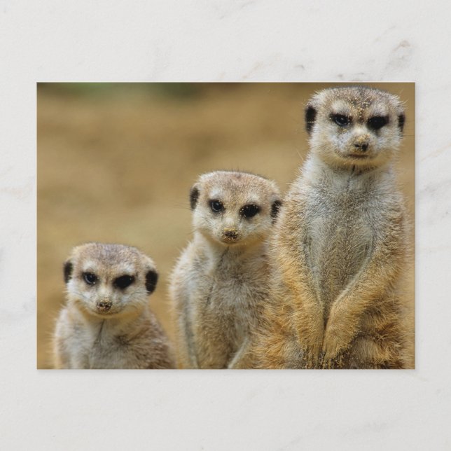 Cartão Postal drei Erdmaennchen (Suricata suricatta) (Frente)