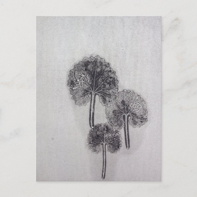 Cartão Postal Dreiblatt (Frente)