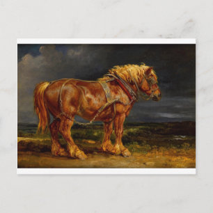 Cartão Postal Dressage Show Horse