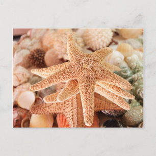 Cartão Postal Dried sea stars sold as souvenirs 2