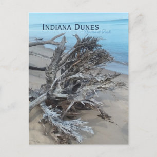 Cartão Postal Driftwood Indiana Dunes National Park Magnet