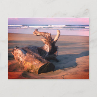 Cartão Postal Driftwood Log Costa Rica Beach Photo Postcard