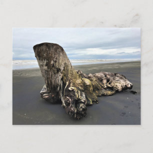 Cartão Postal Driftwood na praia de Benson, no Cabo Desapontado,