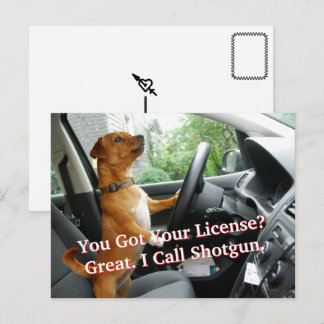 Cartão Postal Driver’s License Congratulations Postcard