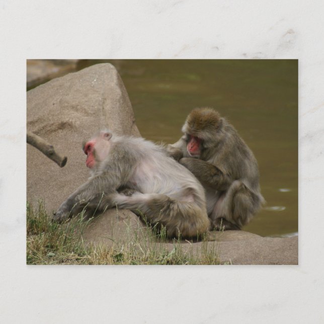 CARTÃO POSTAL DSC00342 (Frente)