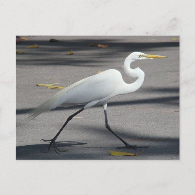 CARTÃO POSTAL DSC02335 (Frente)