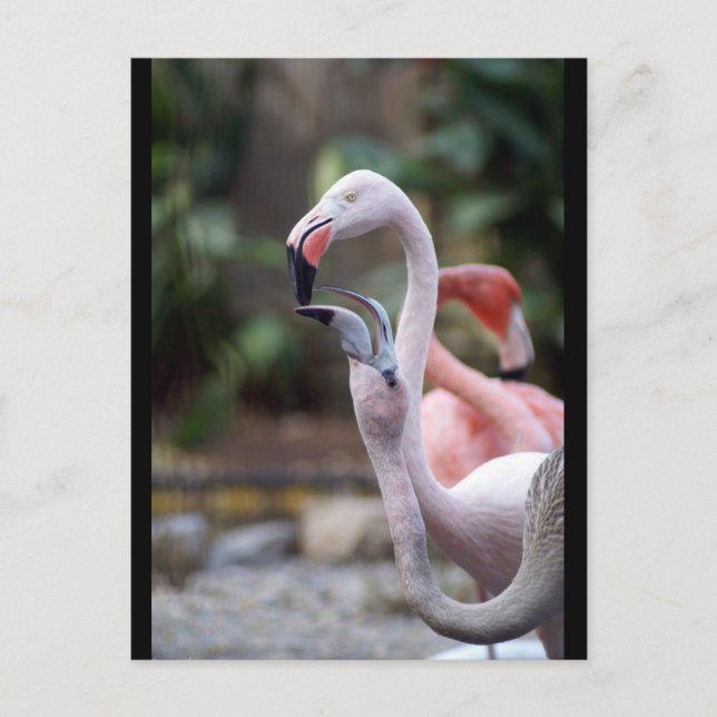 CARTÃO POSTAL DSC02490 (Frente)